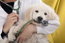 Plakat zwierzę zdrowie zdrowy pies