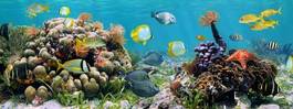 Naklejka koral natura kostaryka karaiby