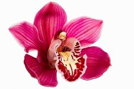 Naklejka storczyk roślina piękny kwiat