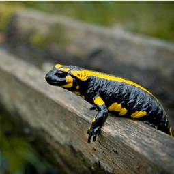 Plakat gad oko salamandra noga spojrzenie