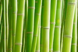 Plakat roślina bambus japonia