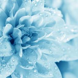 Naklejka kwiat woda chryzantema