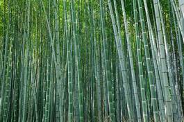 Plakat tropikalny bambus świeży japoński zen