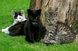 Fotoroleta kot kociak ssak zwierzę przyjaciel