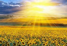 Naklejka trawa pejzaż krajobraz słonecznik słońce