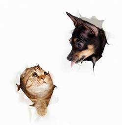 Plakat pies widok zwierzę kociak