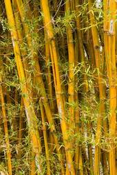 Naklejka piękny bambus kwiat tropikalny ogród