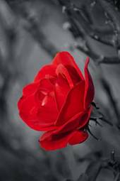 Fotoroleta czerwona róża