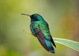 Obraz na płótnie natura roślina koliber