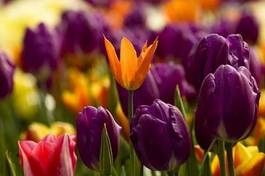 Obraz na płótnie tulipan kwiat ogród fiołek