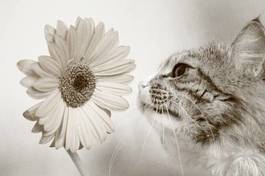 Naklejka kwiat zwierzę kot portret