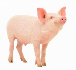 Plakat rolnictwo ssak świnia zwierzę studio