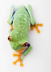 Fotoroleta oko żaba natura