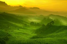 Obraz na płótnie plantacja herbaty
