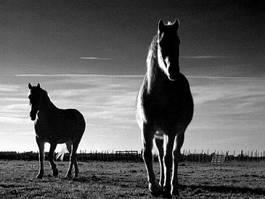 Fototapeta konie na polanie