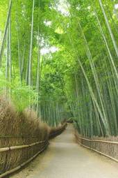 Naklejka ładny droga aleja bambus