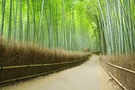 Plakat bambus krajobraz droga