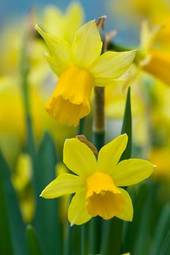 Fototapeta narcyz kwiat żółty