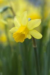 Naklejka kwiat narcyz sezon wiosenny sprężyna żółty