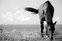 Fototapeta stajnia arabian ruch koń piękny