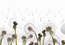 Plakat natura pyłek lato roślina