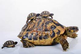Fototapeta dziki żółw dzieci rodzina muszla