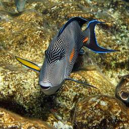 Fotoroleta egipt fala ryba natura
