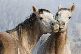 Obraz na płótnie arabski pole ogier koń