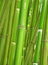 Naklejka roślina trawa bambus