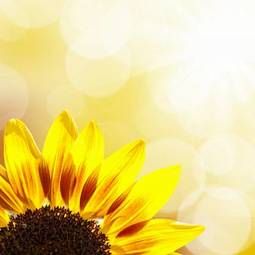 Obraz na płótnie zmierzch lato witalność kwiat słońce