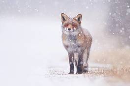 Fotoroleta ssak zimą dzikość lis lis rudy