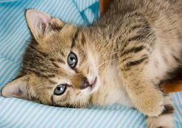 Plakat słodki kotek odpoczywa