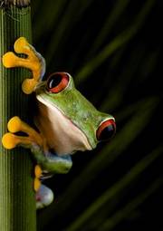 Naklejka żaba fauna abstrakcja oko