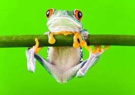Obraz na płótnie zwierzę żaba natura bambus płaz