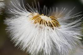 Fotoroleta dziki natura kwiat mniszek pospolity kwiatowy