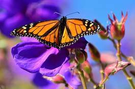 Fotoroleta ogród las słonecznik król motyl