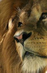 Fotoroleta safari lew mężczyzna