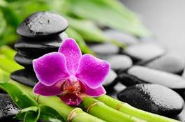 Plakat zdrowy aromaterapia wellnes tropikalny roślina
