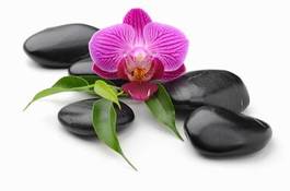 Plakat orchidea pośród kamieni zen