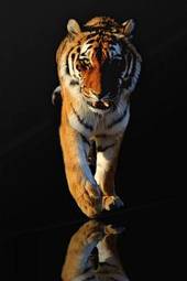 Plakat kot tygrys ciało ssak