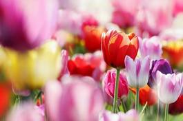 Plakat tulipan ogród kwiat park natura