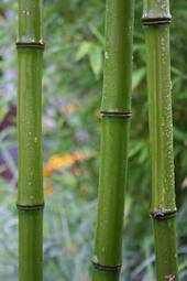 Plakat roślina bambus słoma