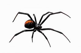 Plakat pająk zagrażających arachnofobia