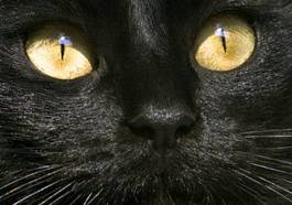 Fotoroleta czarny kot