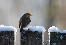 Plakat śnieg pierś ogród okoń ptak