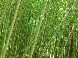 Naklejka drzewa ogród bambus trawa azja