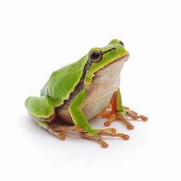 Plakat zwierzę natura żaba
