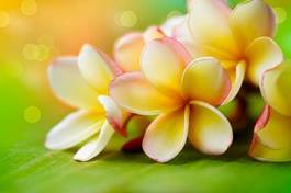 Plakat piękny hawaje roślina tropikalny