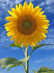 Fotoroleta lato słonecznik słońce kwiat