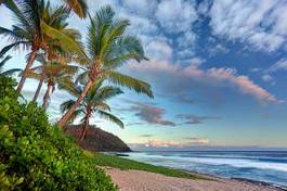 Fotoroleta palma zmierzch morze plaża
